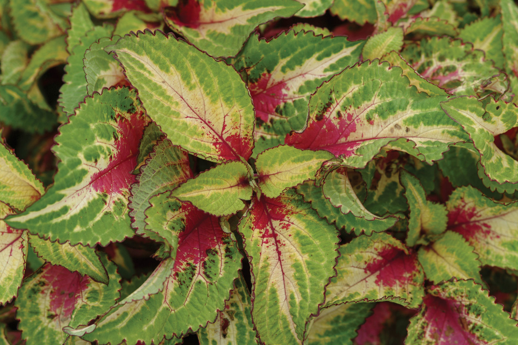 Coleus_RoseToLimeMagic-PanAmericanSeed.jpg